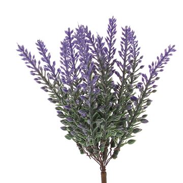 Lavendel